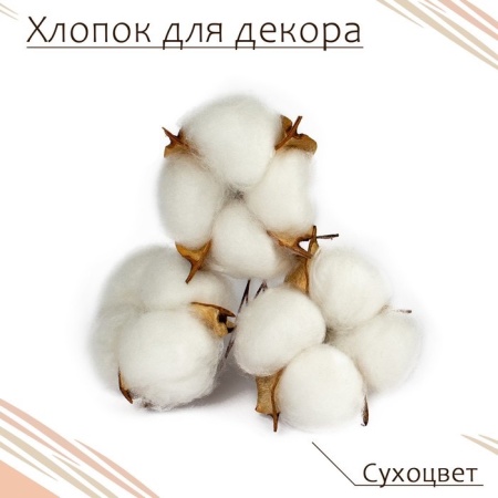 Сухие цветы хлопка, набор 3 шт., размер 1 шт. 6 × 6 см, цвет белый